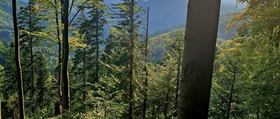 Szczawnica, Na Potoku ↔ Skrzyżowanie pod Przehybą