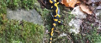 Schronisko PTTK Orlica ↔ Pod Szafranówką