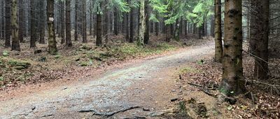 Pod Jawornikiem Wielkim ↔ Przełęcz Jaworowa, skrzyżowanie