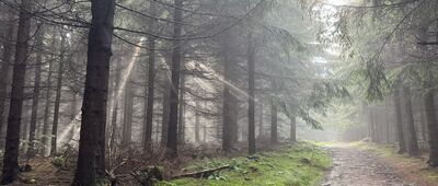 Jawornik Wielki ↔ Pod Jawornikiem Wielkim