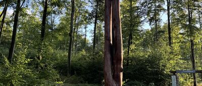 Przełęcz pod Trzeboniem