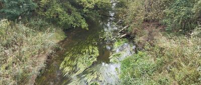 Leśniczówka na Zielonym ↔ Głosków, ul. Millenium [Jeziorka]