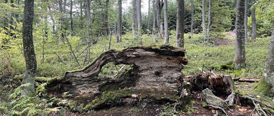 Czubakowska ↔ Pod Bukową