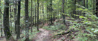 Czubakowska ↔ Przysłop