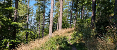 Domek Myśliwski ↔ Przełączka pod Grabowcem