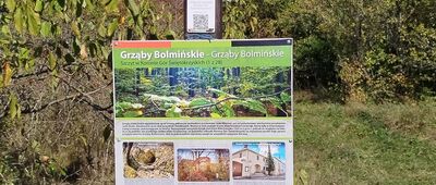 Grząby Bolmińskie