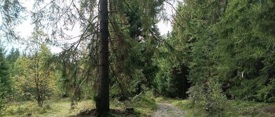 Jalovecká dolina, ústie ↔ Tokariny