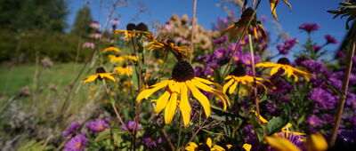 Stara Lipa ↔ Góra Wszystkich Świętych