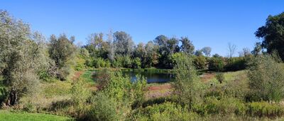 Uroczysko Chrusty ↔ Głusiec, kurhan