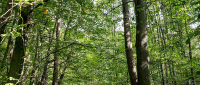 Wąwóz Półrzeczki [Niebieski szlak wzdłuż Wąwozu Półrzeczki]