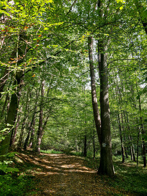 Niebieski szlak wzdłuż Wąwozu Półrzeczki