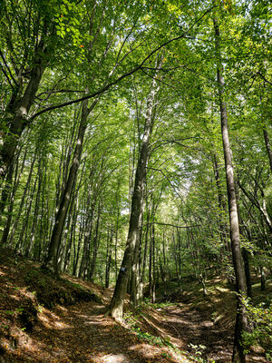 Niebieski szlak wzdłuż Wąwozu Półrzeczki