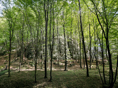 Niebieski szlak wzdłuż Wąwozu Półrzeczki - Skała Księżycowa