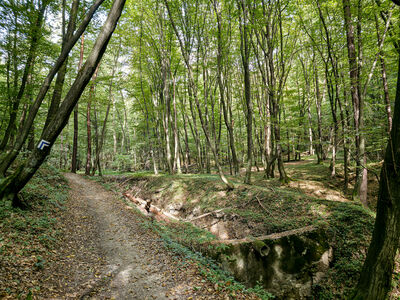 Niebieski szlak wzdłuż Wąwozu Półrzeczki