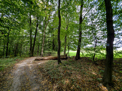 Niebieski szlak nad Wąwozem Półrzeczki