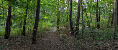 Skrzyżowanie szlaków czerwony / niebieski