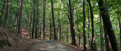 Las Witomiński, Potok Mariański ↔ Gdynia, Karwiny, ul. Wielkopolska