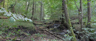 Las Witomiński, Potok Mariański ↔ Gdynia, Karwiny, ul. Wielkopolska