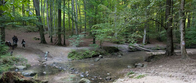 Las Witomiński, Potok Mariański