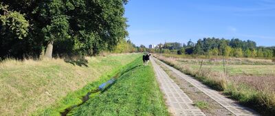Dęblin, ul. Spacerowa ↔ Bobrowniki [Pobodzie czy nie pobodzie?]