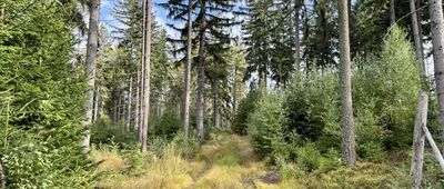 Borowa Kopa, odejście szlaku ↔ Batorówek