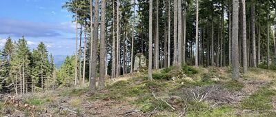 Borowa Kopa, odejście szlaku