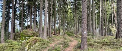 Borowa Kopa, odejście szlaku ↔ Tylna Borowa Kopa