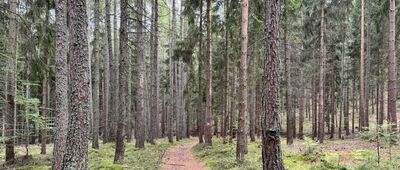 Brzytwa, odejście na punkt widokowy ↔ Borowa Kopa, odejście szlaku