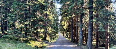 Martinova bouda ↔ Brádlerovy boudy, skrzyżowanie