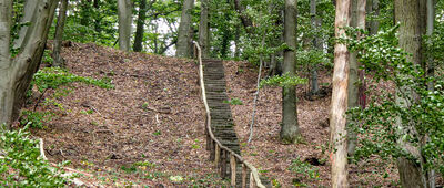 Rozejście szlaków ↔ Pod Łysą Górą [Leśny szlak kuracyjny]