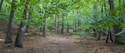 Gdańsk, ul. Świerkowa ↔ Odejście do widoku I (dwór)