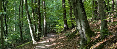 Odejście do widoku I (dwór) ↔ Widok I (dwór)