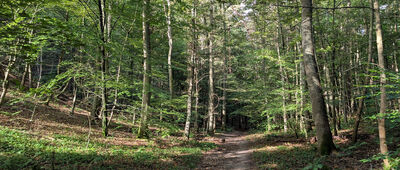 Samborowo ↔ Odejście do Głazu Borkowskiego