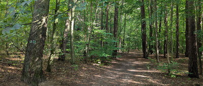 Odejście do Głazu Borkowskiego