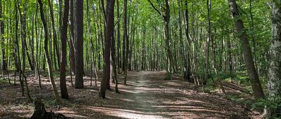 Odejście do Głazu Borkowskiego ↔ Głaz Borkowskiego