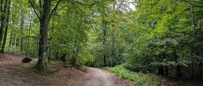 Skrzyżowanie szlaków zielony / niebieski / żółty ↔ Dolina Strzyży