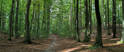 Szwedzka Grobla ↔ Gdańsk, ul. Słowackiego