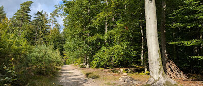 Szwedzka Grobla ↔ Gdańsk, ul. Słowackiego