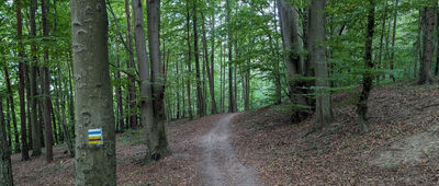 Skrzyżowanie szlaków czerwony / niebieski ↔ Skrzyżowanie szlaków