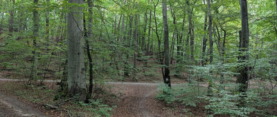 Sopot, Osiedle Kolberga ↔ Gdynia, ul. Sopocka