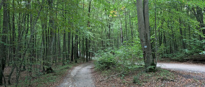 Sopot, Osiedle Kolberga ↔ Gdynia, ul. Sopocka