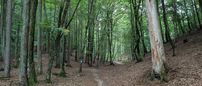 Dolina Gołębiewska ↔ Wielka Gwiazda