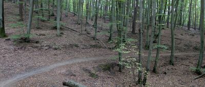 Dolina Gołębiewska ↔ Skrzyżowanie szlaków zielony / czarny