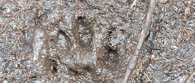 Wolarczyska ↔ Las Gąsienicowy