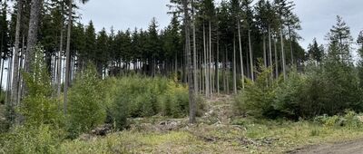 Głaziska Janowickie