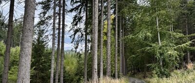 Dolina Janówki ↔ Ścieżka dydaktyczna, Miedziane Skały