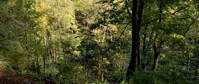 Cergowa ↔ Lubatowa