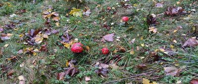 Szczyrk, Sanktuarium ↔ Szczyrk, Biła