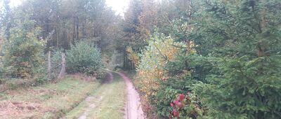 Szramowo ↔ Bachotek, leśniczówka