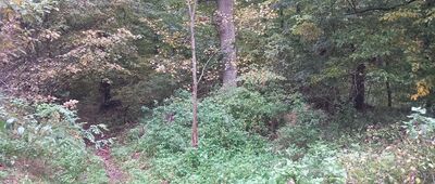 Bachotek, leśniczówka